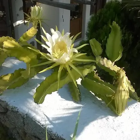 Sourmeli Garden Otel Mykonos Town