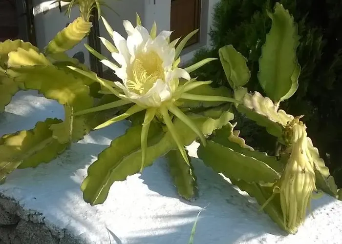 Sourmeli Garden Otel Mykonos Town